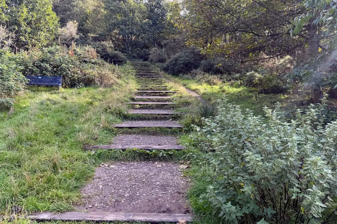 Uneven timber steps climbing a grassy slope